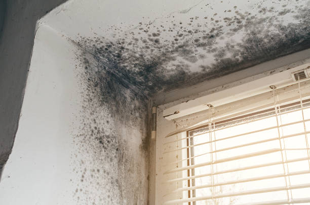 Affordable Mold Removal solutions in Belleville, NJ